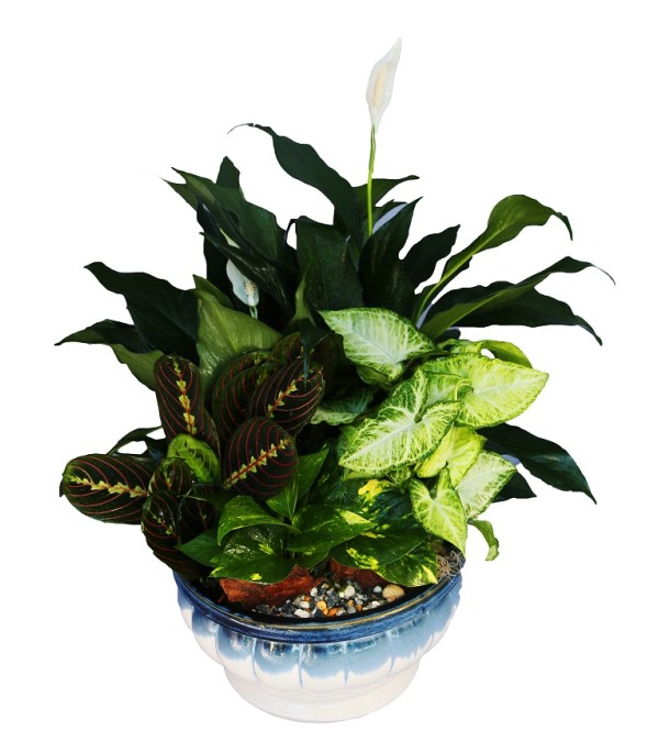 Dish Garden Grande Medium
