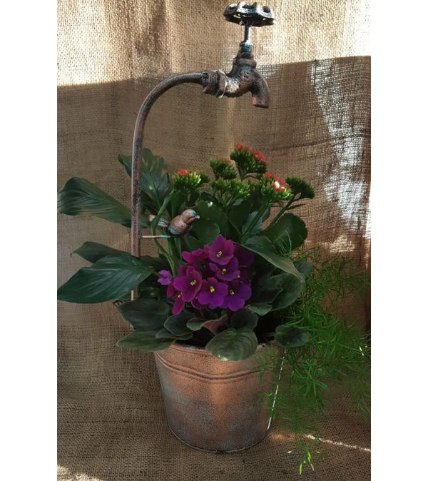 The Faucet Container Blooming