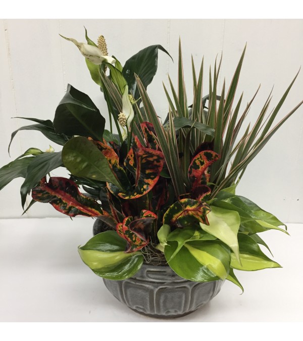 Basket of Greens white