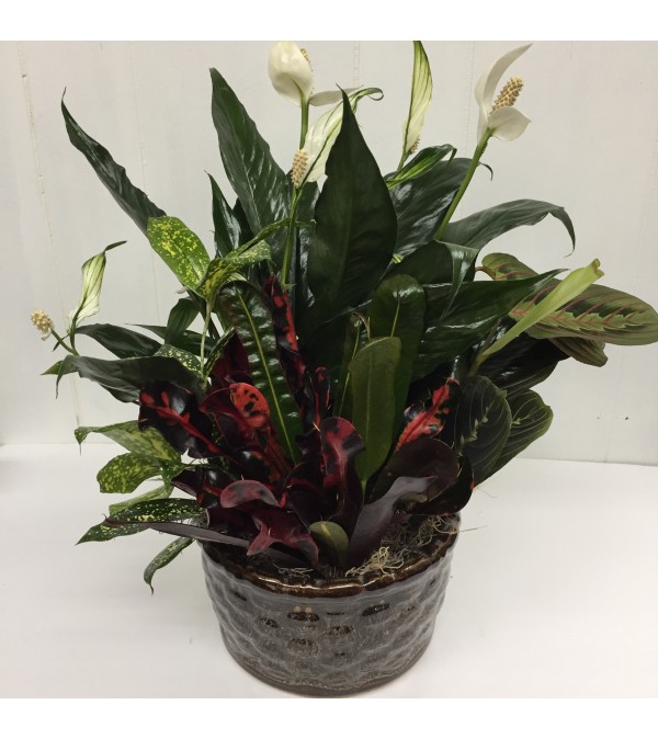 8" Ceramic Dishgarden of calm
