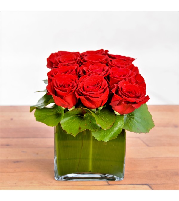 MODERN ROSE HEDGE