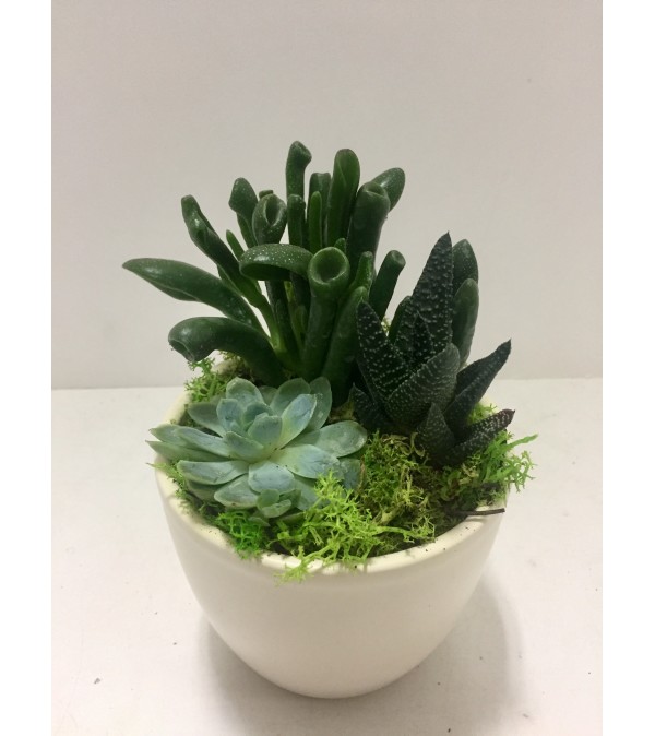 Succulent Trio Ceramic (Round)