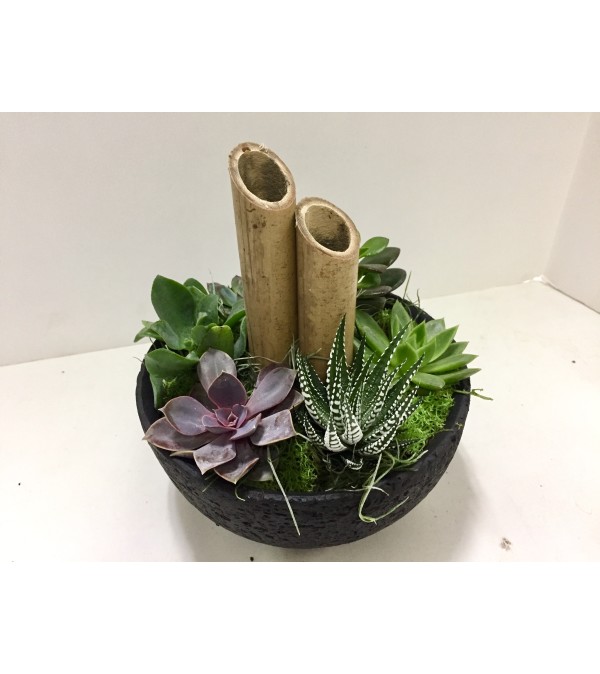 Ultimate Zen Succulent Garden