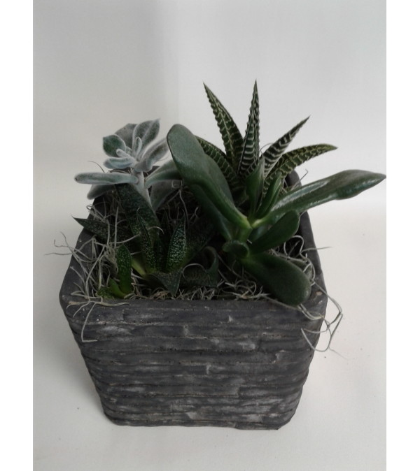 Garden of Succulents