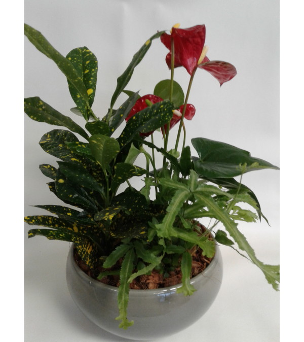 Anthirum Tropical Planter