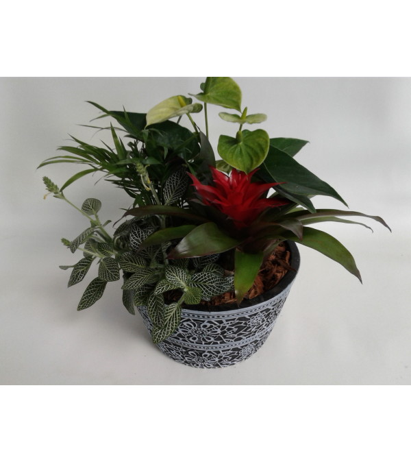 Stencil Pot Bromeliad