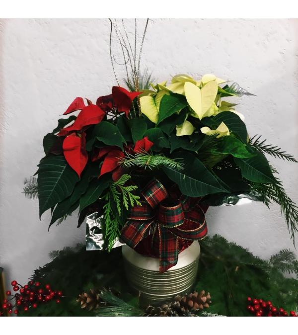 Mrs Claus Poinsettia