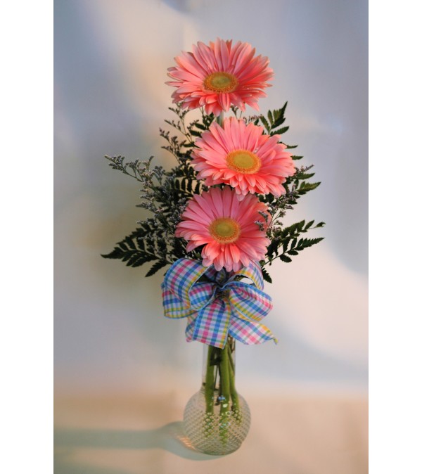 Gerberas in a vase