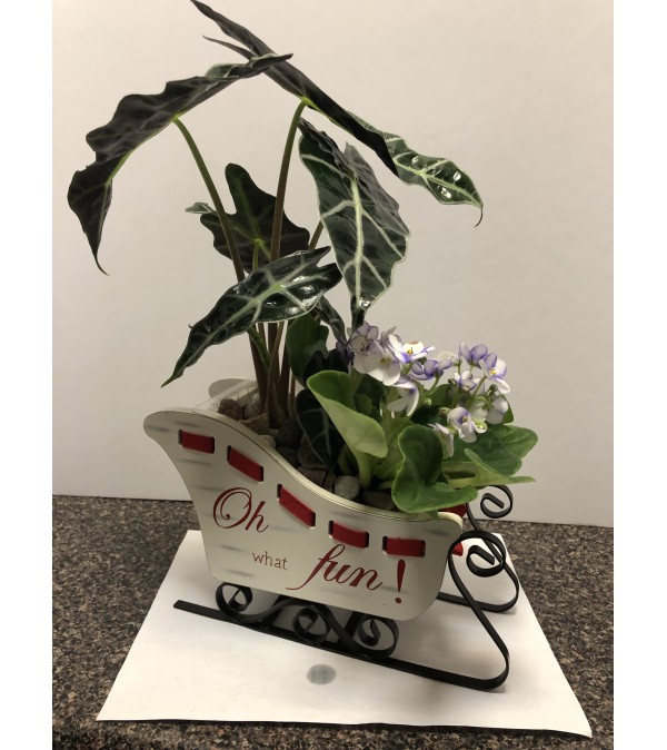 Christmas Sleigh with mix plants
