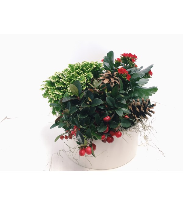 Winter Planter Ceramic - Rich Reds