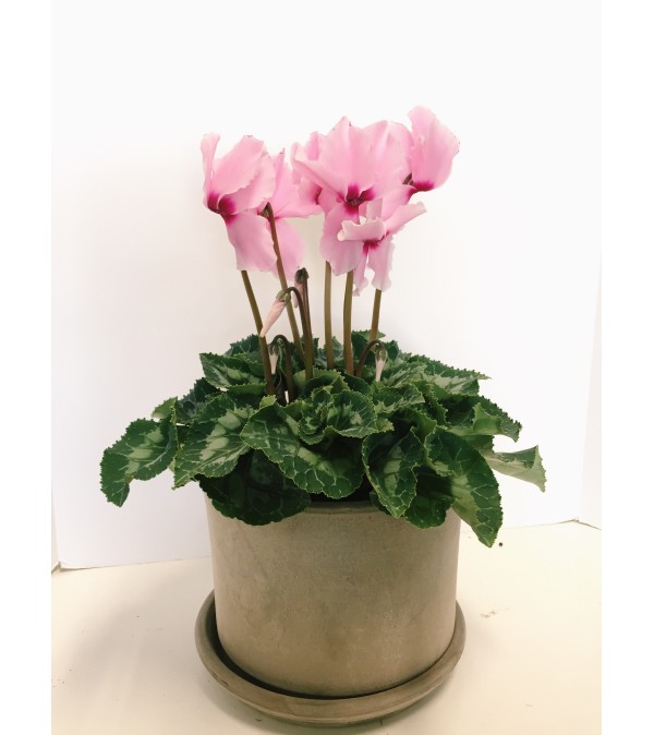 Stunning Cyclamen