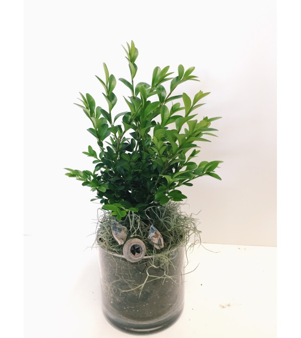 Brilliant Boxwood