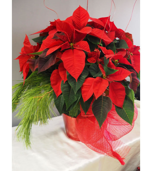 Classic Red Pointsettia 8"