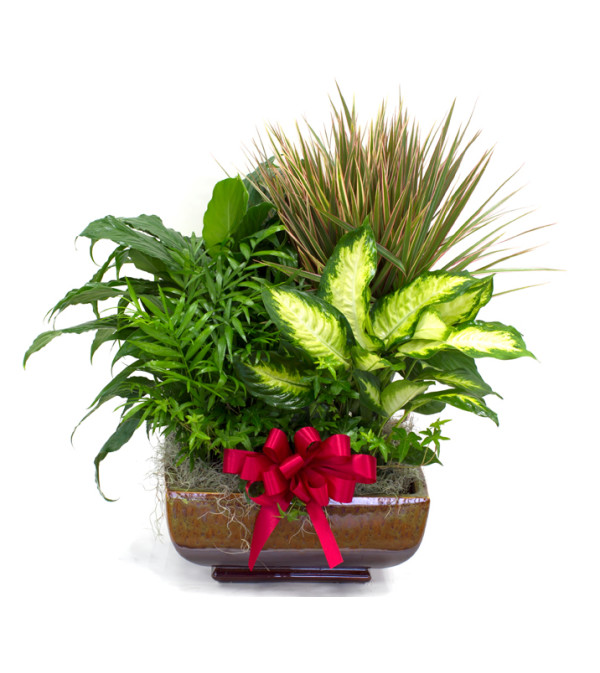 Extra Large Sympathy Dish Garden plant