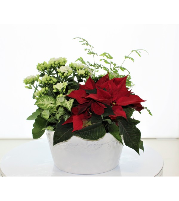 WHITE CHRISTMAS HOLIDAY DISH GARDEN