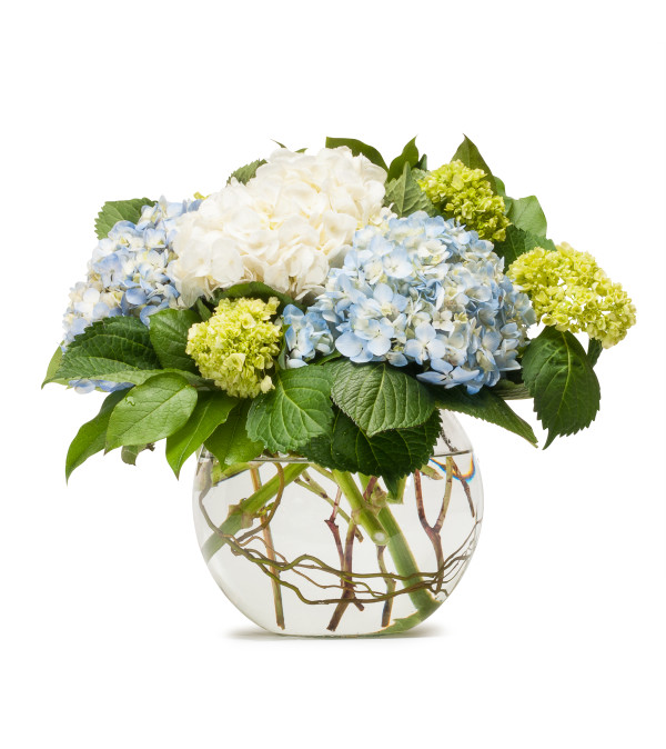 Mighty Hydrangea TMF