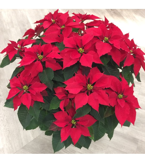 Extra-Large Red Poinsettia
