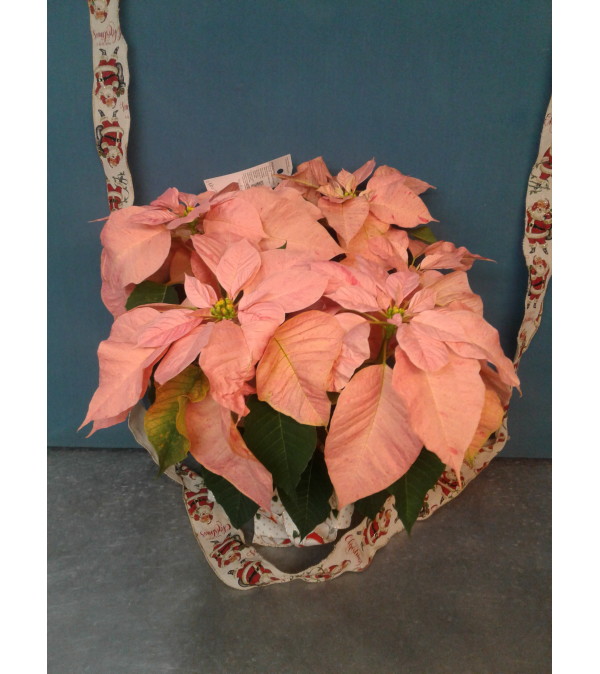 Novelty Pink Poinsettia