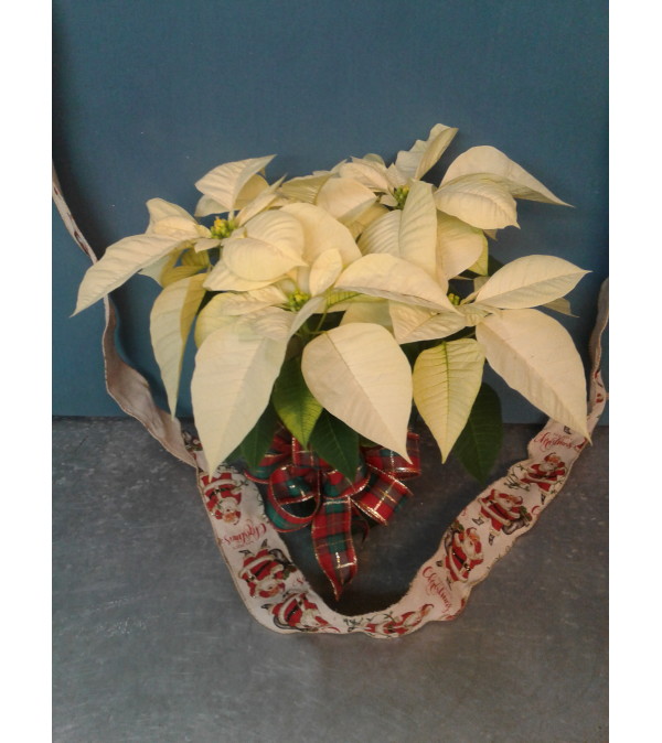 White Heaven Christmas Poinsettia