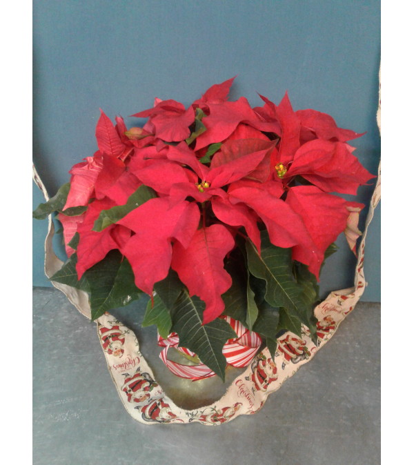 Red Christmas Baby Poinsettia