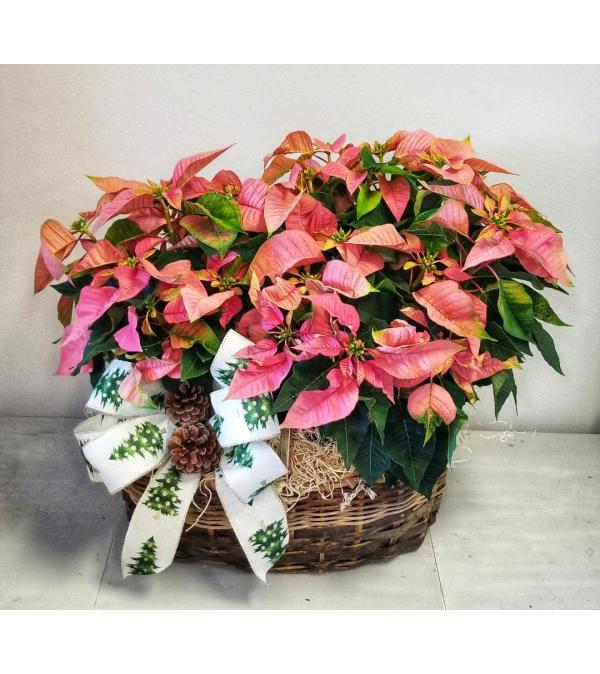 Pink Poinsettia Plants