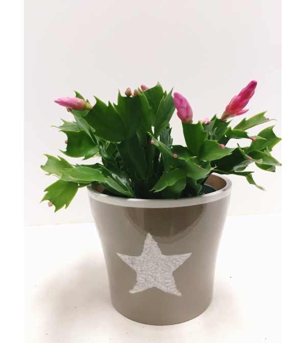 Christmas Cactus in Ceramic (small)