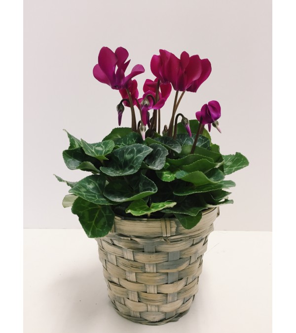 Sweet Cyclamen (Small)
