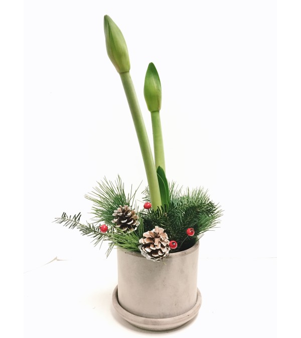 Elegant Amaryllis