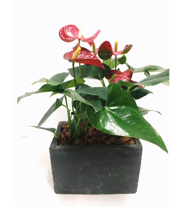 Amazing Anthurium Planter