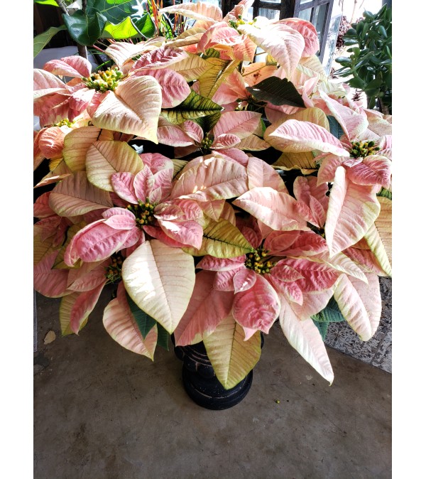 MARBLE POINSETTA