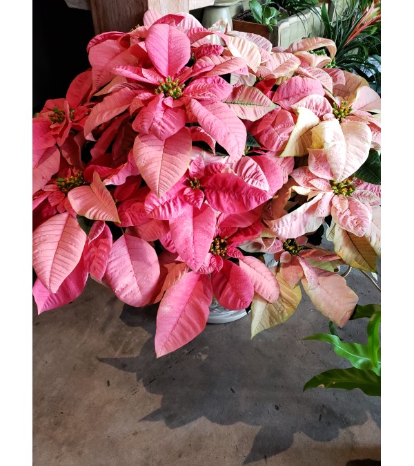 PINK/MARBLE POINSETTIA