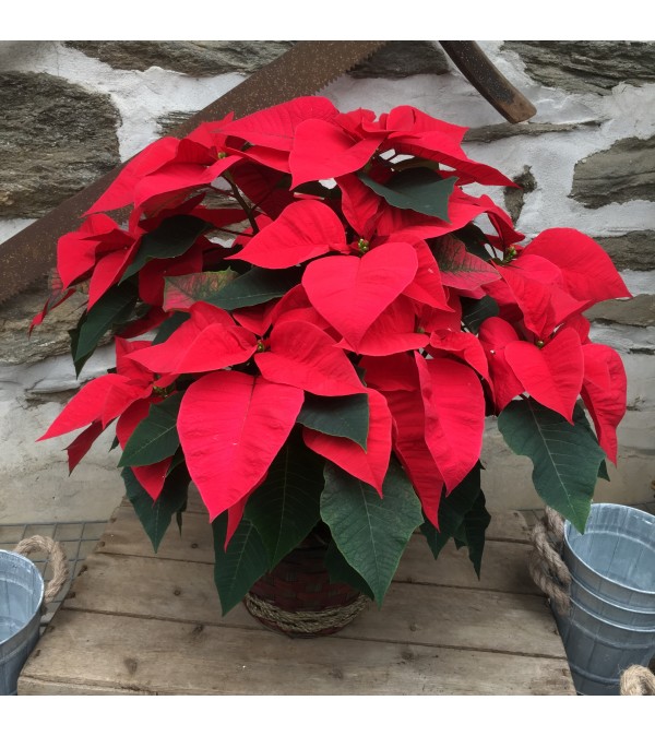 Red Poinsettia in Holiday Basket
