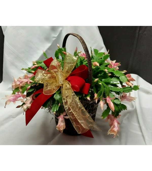 Merry Cactus