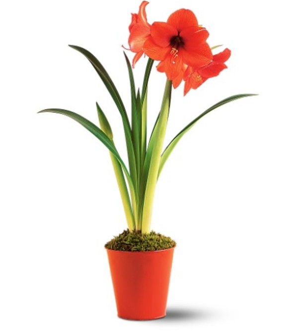 Amaryllis Potted Plant