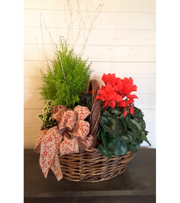 Basket of Cheery Plants