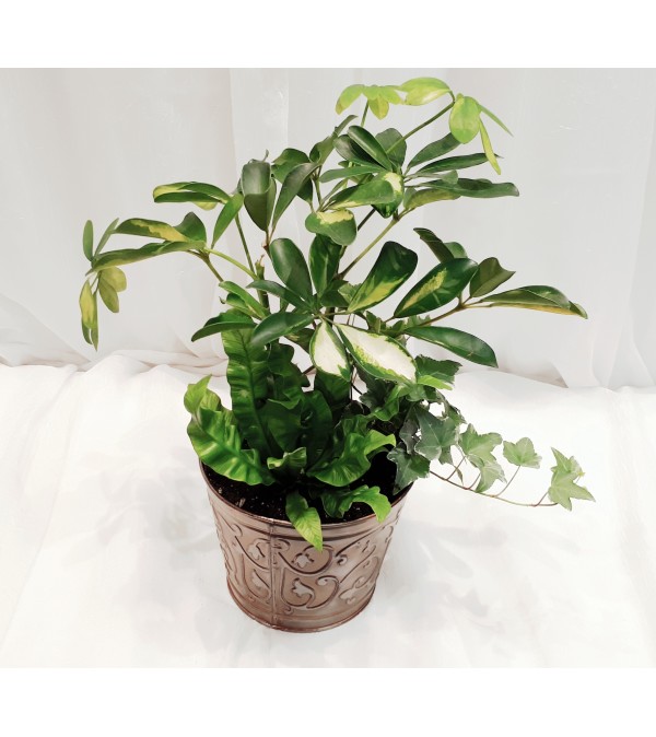 PLANT2