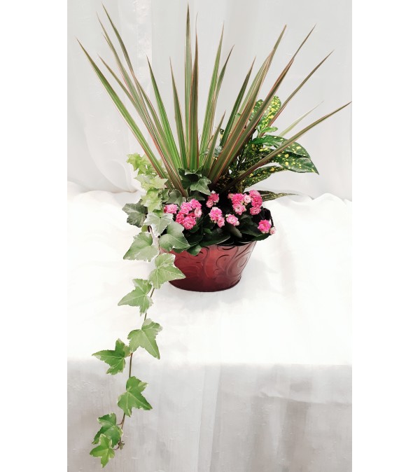 PLANT4
