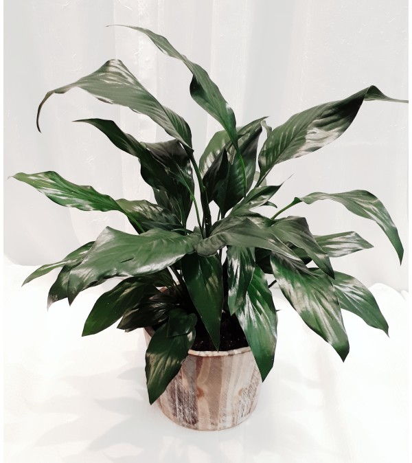 PLANT5