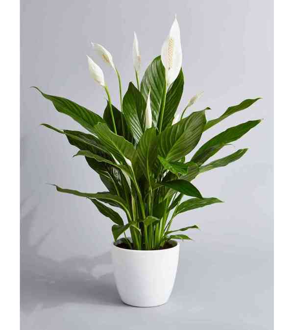 PLANT OF PEACE