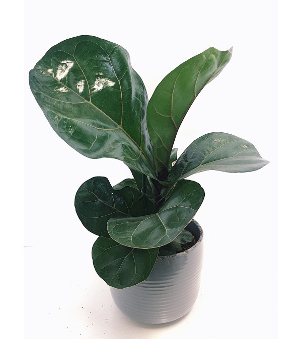 Fantastic Fiddle Leaf Fig in Ceramic