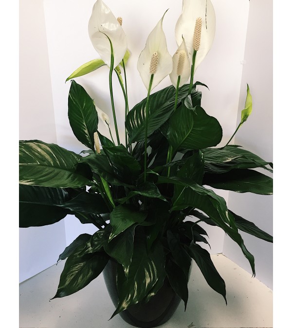 Peaceful Peace Lily in Ceramic