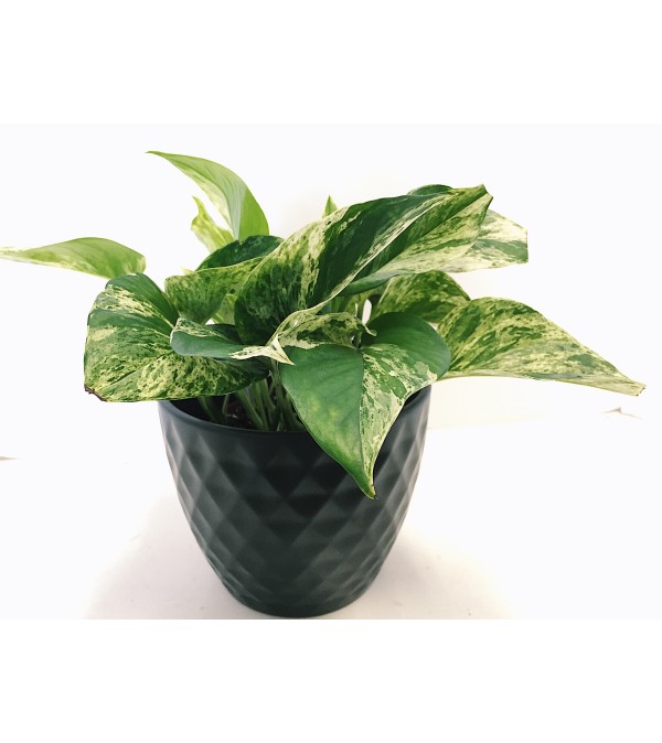 Perky Pothos in Ceramic