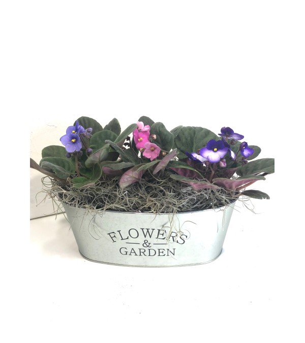 Garden of Violets