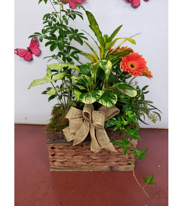 Gerbera planter