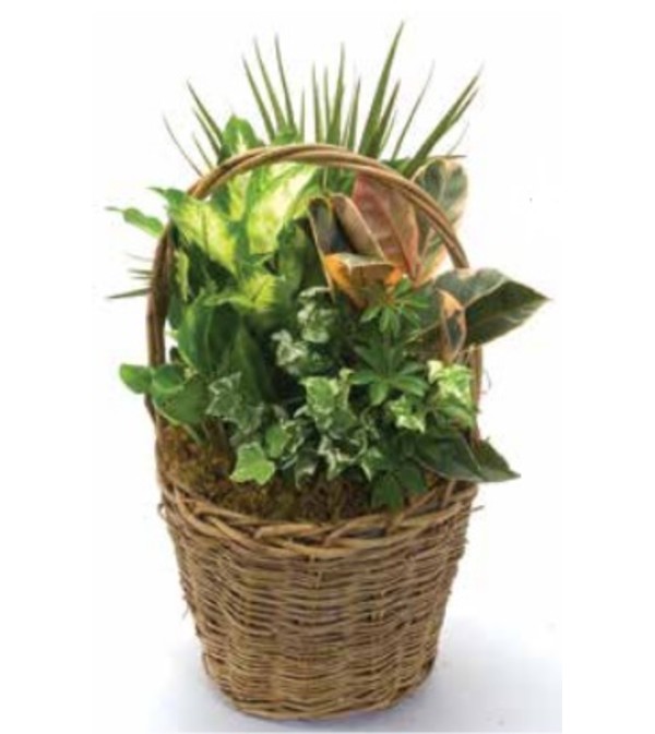 Planter - Tall Basket 713B