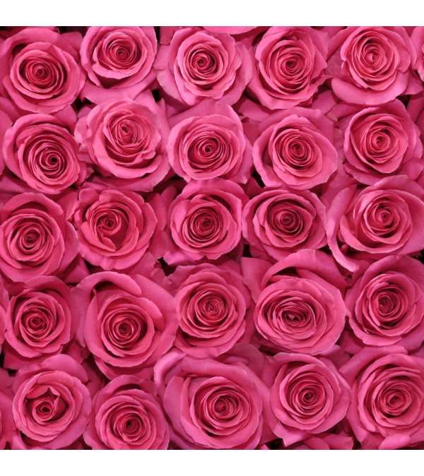 2 doz. premium hot pink rosa prima roses in a vase