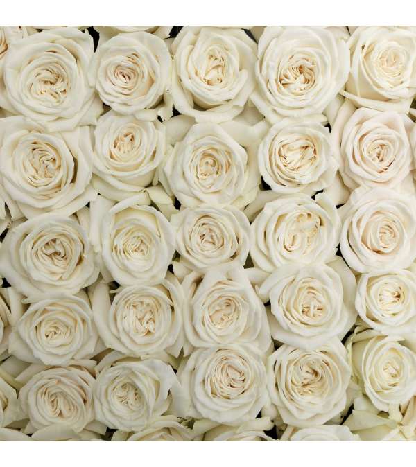 2 doz. premium white rosa prima roses in a vase