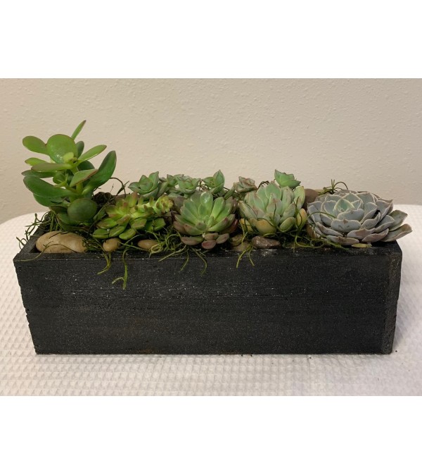 Succulent Dream