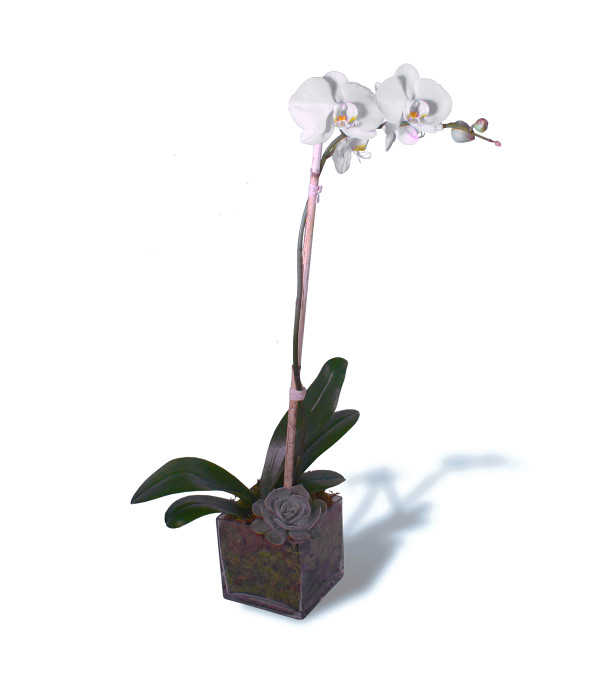 Single Orchid Bloom 2019