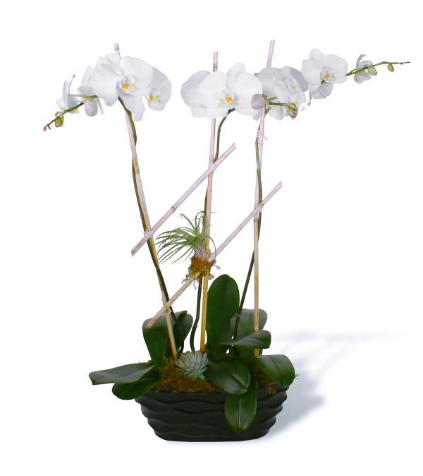 Blooming Trio 2019